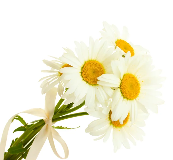 Piękne stokrotki kwiaty na białym tle — Zdjęcie stockowe