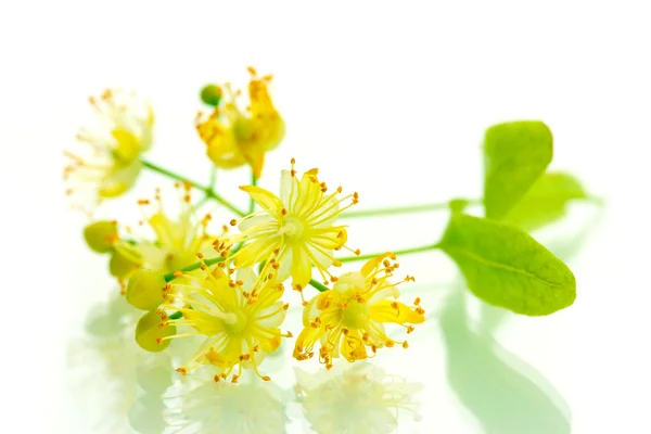 Pobočka lipové květy izolované na bílém — Stock fotografie