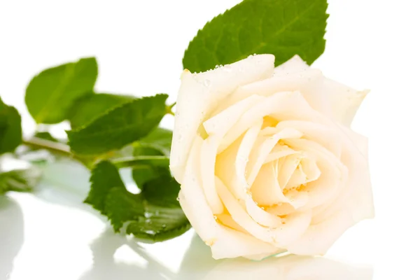 Beautiful rose isolated on white — Stock Photo, Image