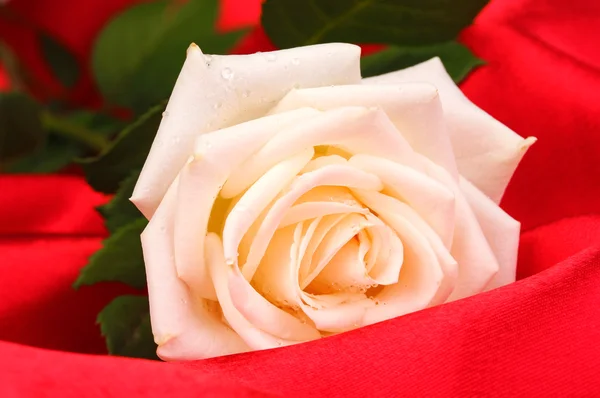 Hermosa rosa sobre tela roja — Foto de Stock
