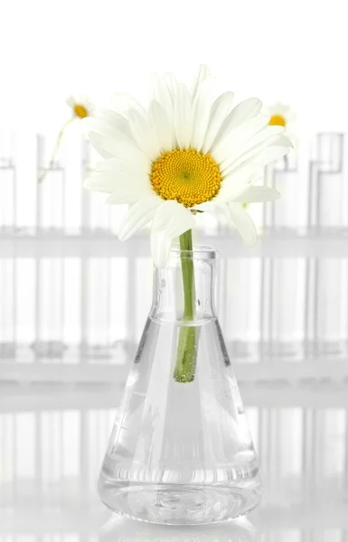 Zkumavky s transparentní řešení a rostlina izolovaných na bílém pozadí detail — Stock fotografie