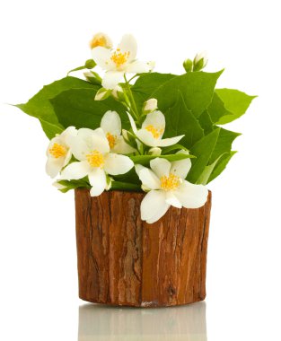 güzel Yasemin çiçekleri beyaz izole saksının içinde