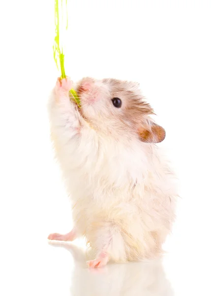 Cute hamster and rope isolated white — Stock Photo, Image