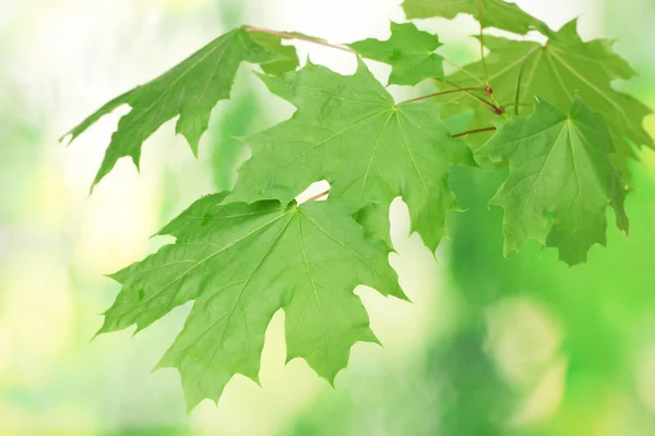 Листья клена на зеленом фоне — стоковое фото