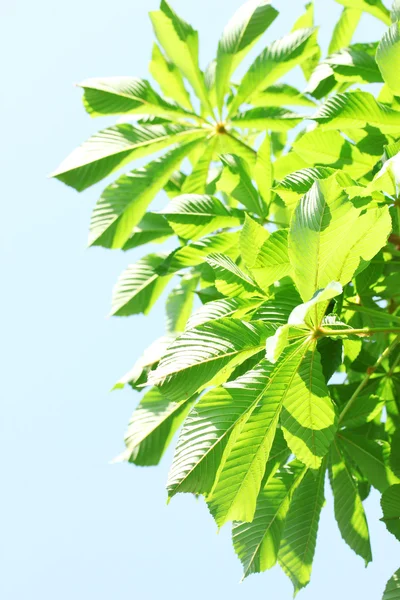 Kestane ağacının yaprakları Bahçe — Stok fotoğraf