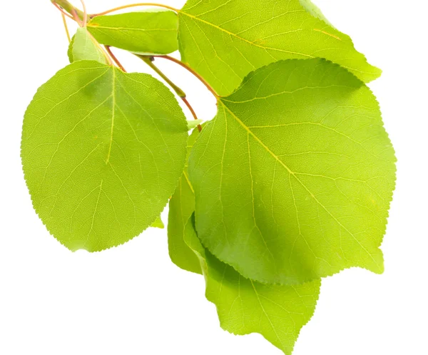 Morela oddział z zielonych liści na białym tle — Zdjęcie stockowe