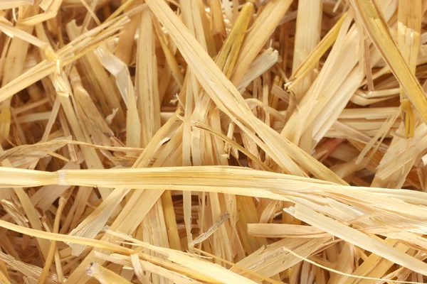 Golden straw texture background close-up — Stock Photo, Image