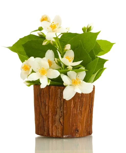 植木鉢を白で隔離されるで美しいのジャスミンの花 — ストック写真