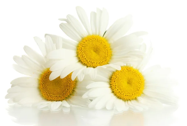 Vackra Bellis blommor isolerad på vit — Stockfoto