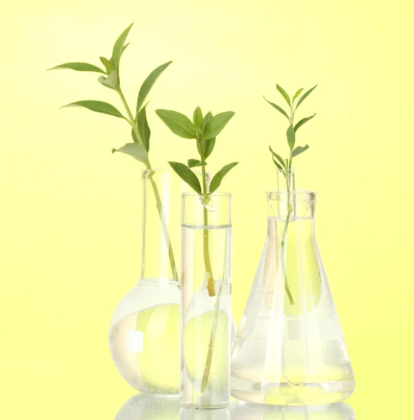 Tubes à essai avec une solution transparente et la plante sur fond jaune gros plan — Photo