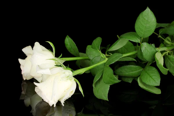 Крем розы изолированы на черный — стоковое фото