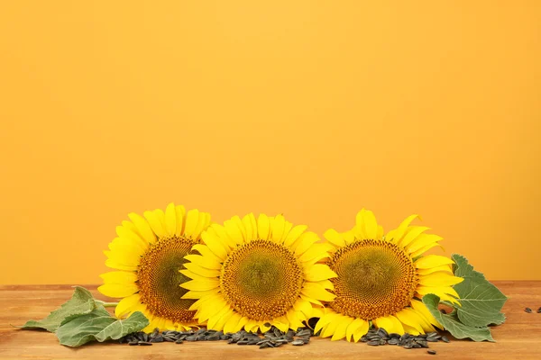 Sunflowers on yellow background — Stock Photo, Image