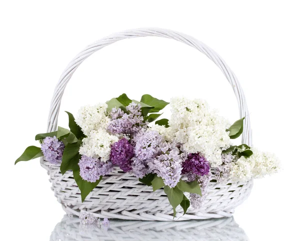 Piękne kwiaty bzu w kosz na białym tle — Zdjęcie stockowe