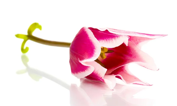 Hermoso tulipán aislado en blanco — Foto de Stock