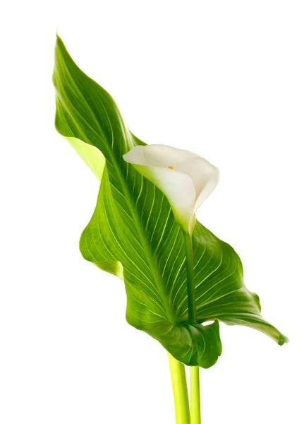 stock image White callas leaf isolated on white