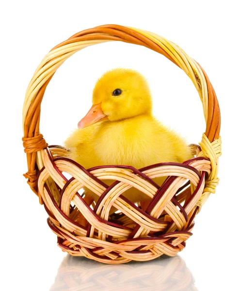 在白色上孤立的篮子里的小鸭 — 图库照片