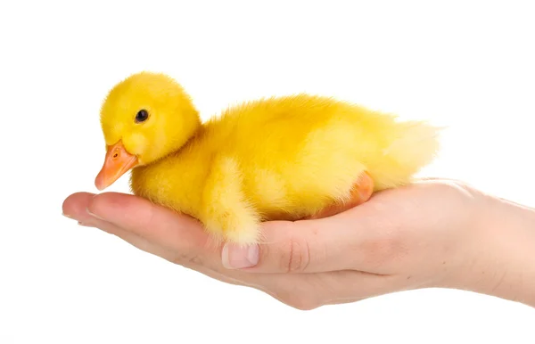 Duckling in hand isolated on white — Stock Photo, Image
