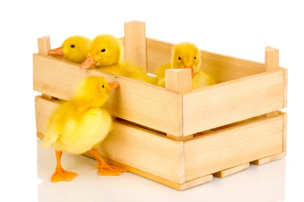 Patos en cajón aislados en blanco — Foto de Stock