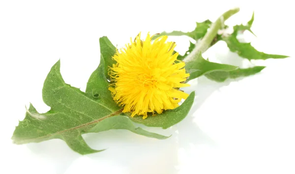Karahindiba çiçeği ve yaprağı üzerinde beyaz izole — Stok fotoğraf