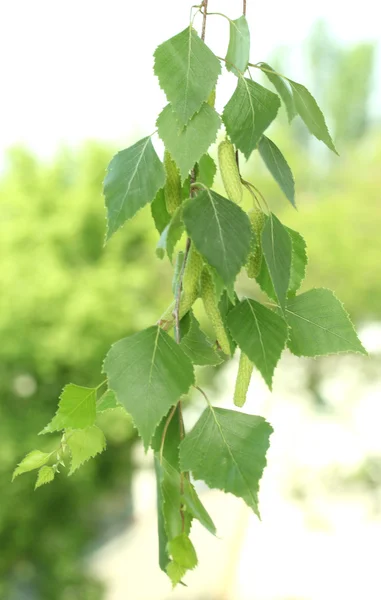 Grüne Birkenblätter auf grünem Hintergrund — Stockfoto