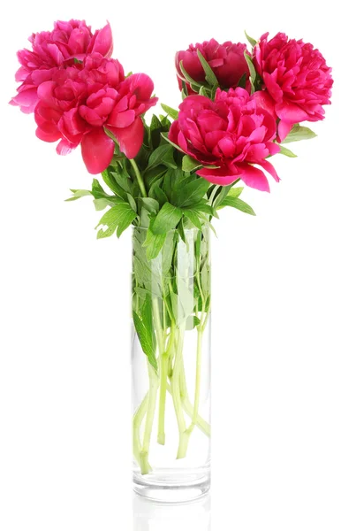 Piękne różowe piwonie w szklanym wazonie z kokardą na białym tle — Zdjęcie stockowe