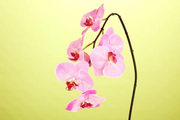 Hermosa orquídea en flor sobre fondo verde —  Fotos de Stock