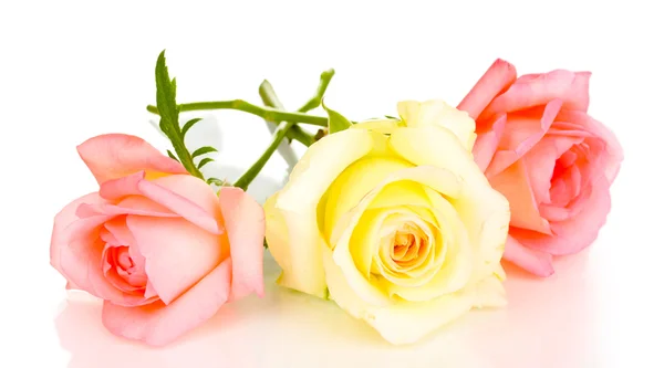 Drie rozen geïsoleerd op wit — Stockfoto