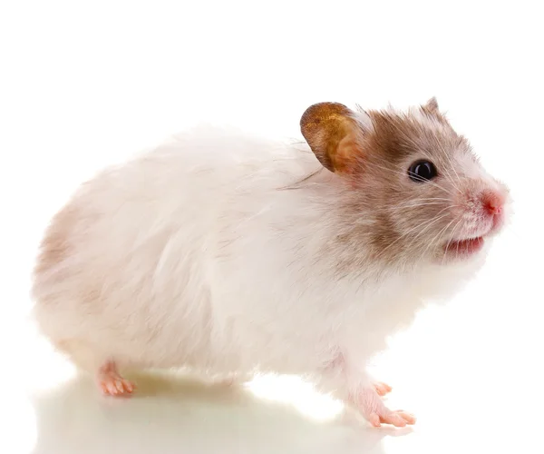 Söt hamster isolerade vit — Stockfoto