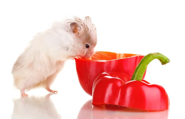 Cute hamster and pepper salad isolated white — Stock Photo, Image