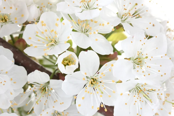 stock image Beautiful cherry blossom close up