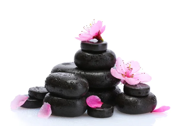 Pedras de spa com gotas e flores sakura rosa isoladas em branco — Fotografia de Stock