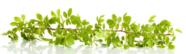 Fehér alapon izolált zöld levelű ág — Stock Fotó