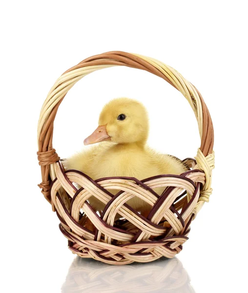 Duckling in basket isolated on white — Stock Photo, Image