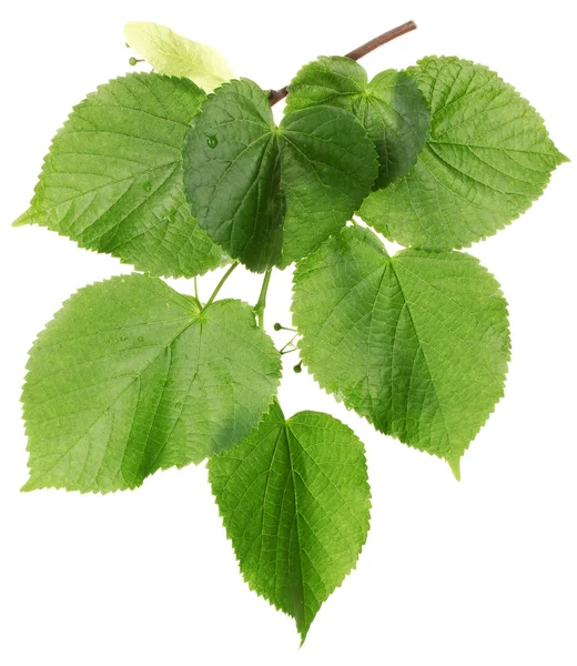 Lipa zielony liści na białym tle na biały — Zdjęcie stockowe