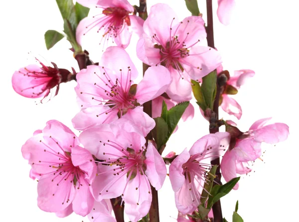 stock image Beautiful pink peach blossom isolated on white