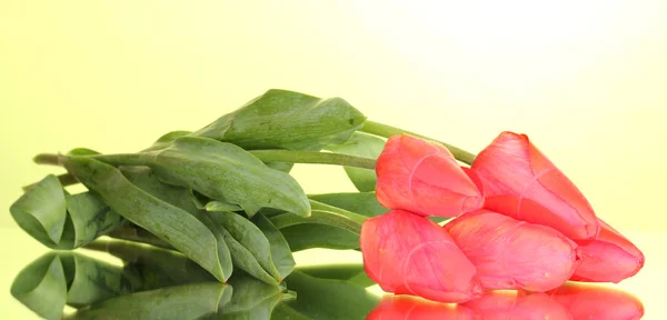 Beautiful tulips on green background — Stock Photo, Image