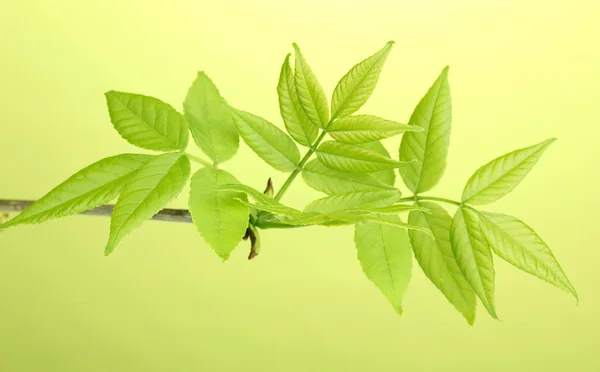 Branche avec feuilles vertes sur fond vert — Photo