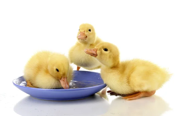 Three duckling drinking isolated on white — Stock Photo, Image