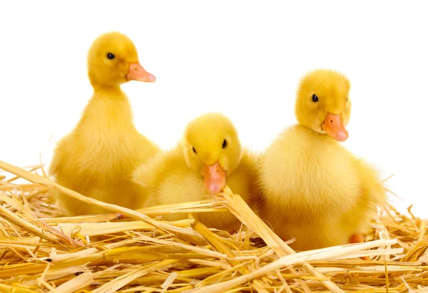 Three duckling on straw isolated on white — Stock Photo, Image