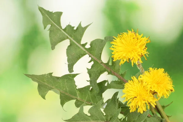 Dandelion flowers and leaves on green background — Stock Photo, Image