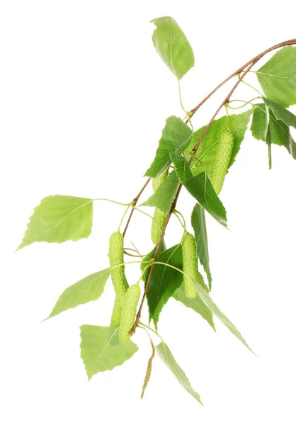 Green birch leaves isolated on white — Stock Photo, Image