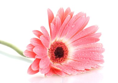 damla üzerinde beyaz izole güzel pembe gerbera