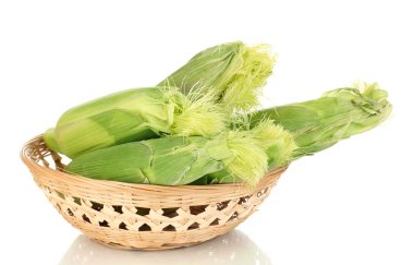 Fresh corn cobs in basket isolated on white