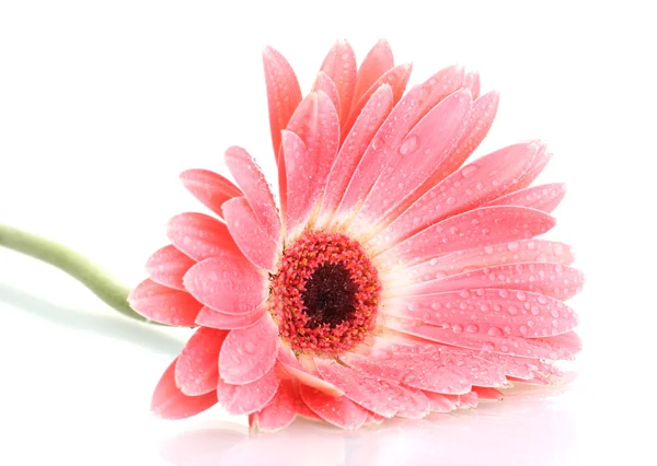 Beautiful pink gerbera with drops isolated on white — Stock Photo, Image