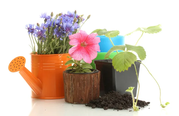 Annaffiatoio e piante in vaso isolato su bianco — Foto Stock