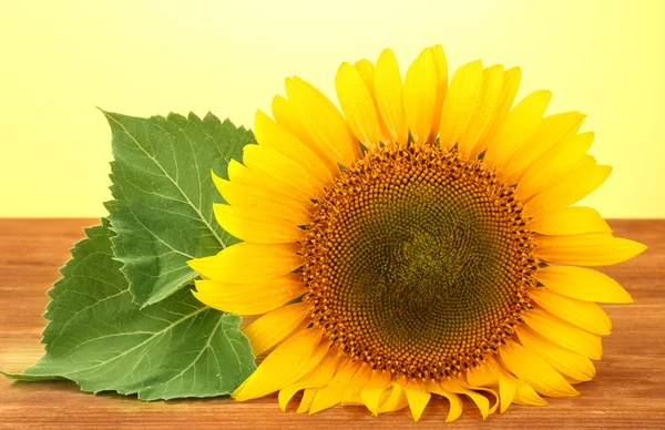 Sunflower on yellow background — Stock Photo, Image