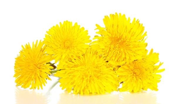 Karahindiba çiçekler üzerinde beyaz izole — Stok fotoğraf