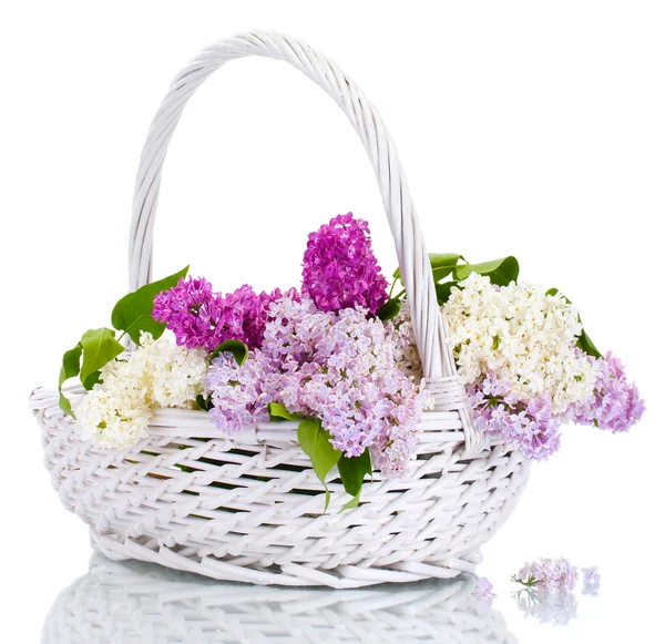 Piękne kwiaty bzu w kosz na białym tle — Zdjęcie stockowe