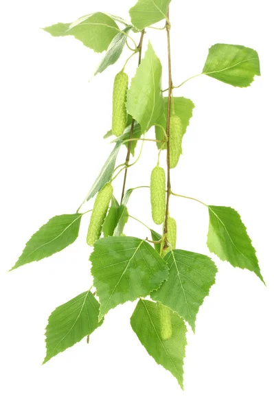 Zielony brzoza liście na białym tle na białym — Zdjęcie stockowe