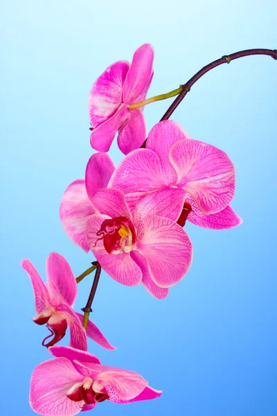 Krásné kvetoucí orchidej na modrém pozadí — Stock fotografie
